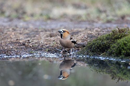 Apfelfink und Spiegelbild