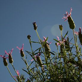 Vlinderlavendel tegen een wolkeloze blauwe lucht van Bart van Wijk Grobben