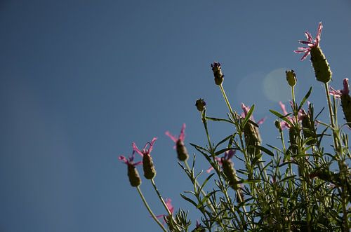 Papillon lavande sur fond de ciel bleu sans nuage sur Bart van Wijk Grobben