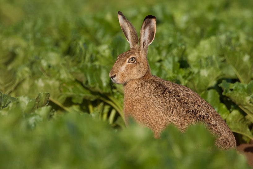 Brown Hare / European Hare / Hare ( Lepus europaeus ) sitting in beet field, wildlife, Europe. by wunderbare Erde
