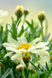 Margeriten