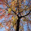 Ahorn (Acer ), buntes Herbstlaub an einem Ahornbaum von Torsten Krüger