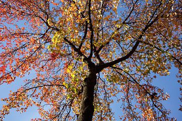 Esdoorn (Acer ), kleurrijk herfstblad aan een esdoorn