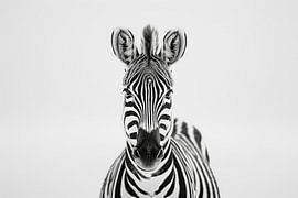 Zebra von Poster Art Shop