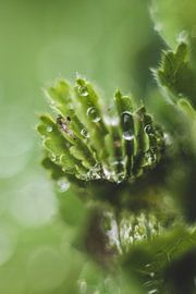 raindrop on plant by Yara Verstappen