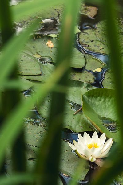 White water lily by Whispering Fields Hageland