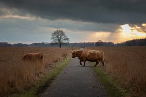 Schottische Highlander in freier Wildbahn