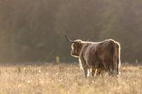 Scottish Highlander mother and calf