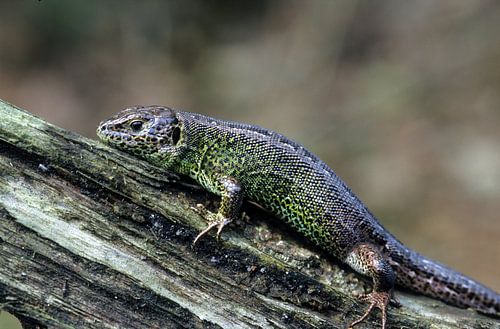 Zandhagedis