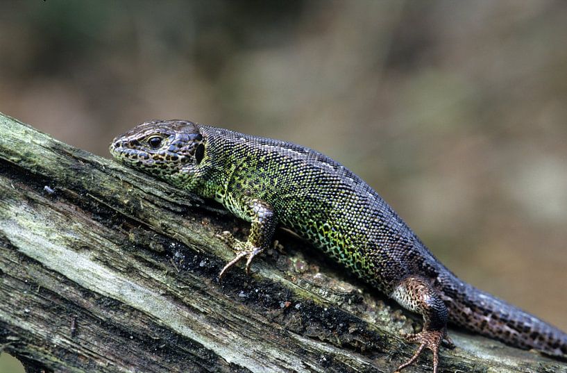 Zauneidechse von Paul van Gaalen, natuurfotograaf