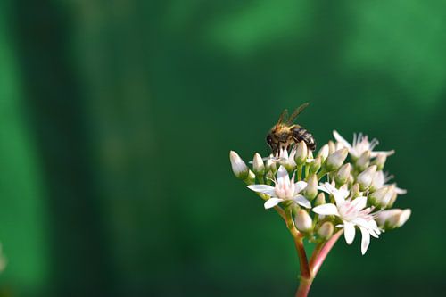 honingbij op een bloem