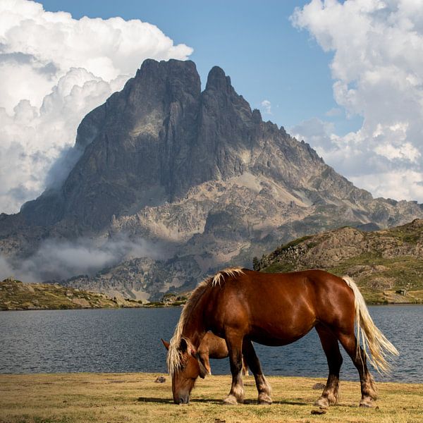 Pic du midi, mit einem Pferd von Tijmen Wierenga
