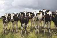 Cows