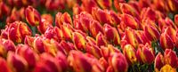 Tulipes orange rouge après la grêle par Alex Hiemstra Aperçu