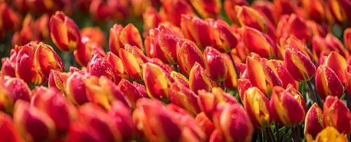 Oranje Rode Tulpen na een hagelbui