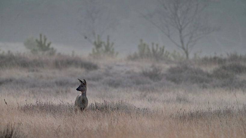 Goat looks out over a misty field by Jolanda Stam