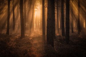 Sonnenharfen bei Sonnenaufgang an einem schönen Wintermorgen in der Woensdrechtse Heide in Norddeuts