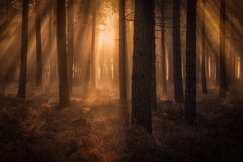 Zonneharpen tijdens zonsopkomst op een prachtige winterochtend op de Woensdrechtsche Heide in Noord- van Bas Meelker