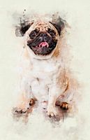 Pug Dog