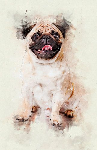 Pug Dog