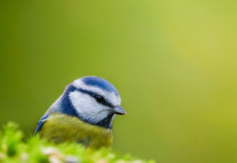 Blaumeise an der Futterstelle von Fynn Seidel