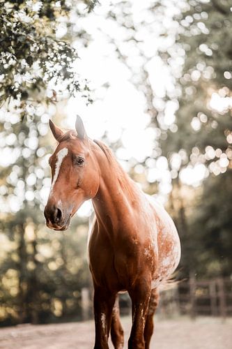 Paard Kijkt Omlaag in Gouden Bokeh van het Bos