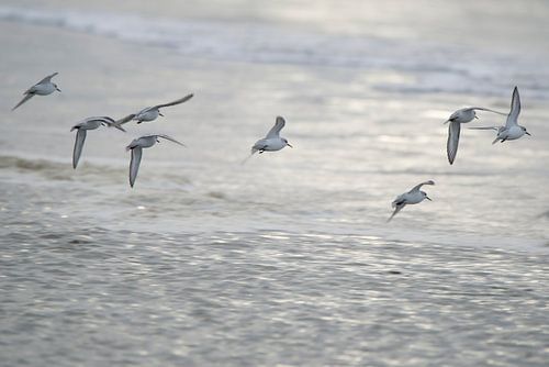 Strandlopers
