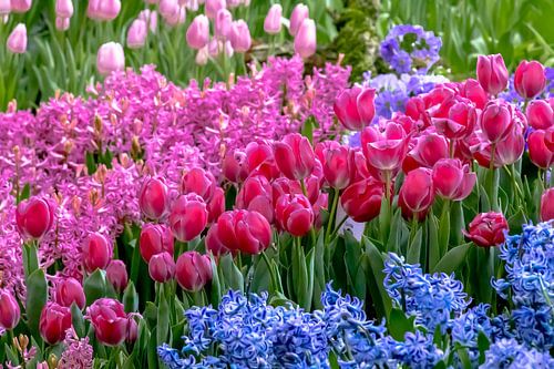 Lenteweide met rode tulpen en hyacinten