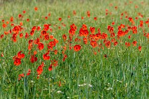 Klaprozen in het veld. van Els Oomis