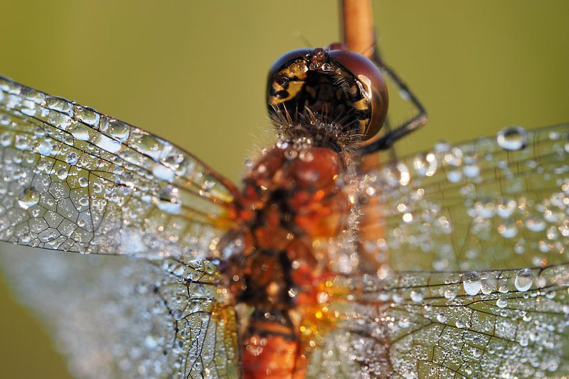  Dragonfly with morning dew by Astrid Brouwers