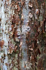 Tree bark peels from the Gumbo Limbo tree by Frans Rombout