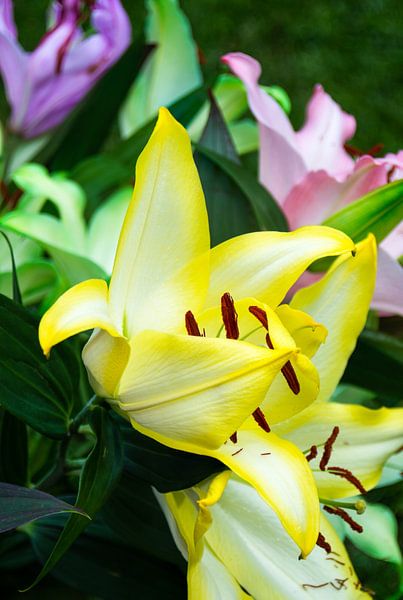 Wit met gele lelie grootkelk bloemen van Jolanda de Jong-Jansen