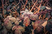 Blätter des Brombeerstrauchs