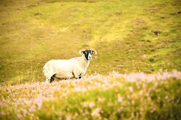 Schottland Scottish Blackface Sheep von Bianca  Hinnen