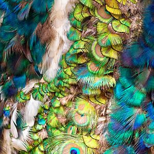 Pfauenfedern