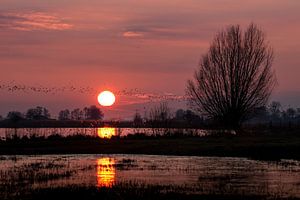Roseau de jute au coucher du soleil