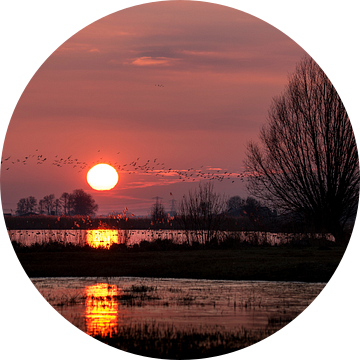 Jutjesriet bij zonsondergang van Erik Veldkamp