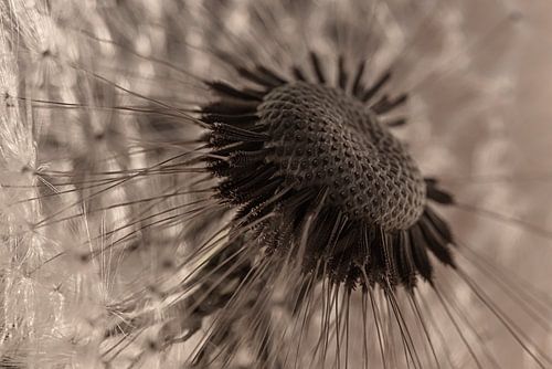 Het hart van een pluizenbol