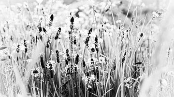 Plantain plants by Ankie Kooi