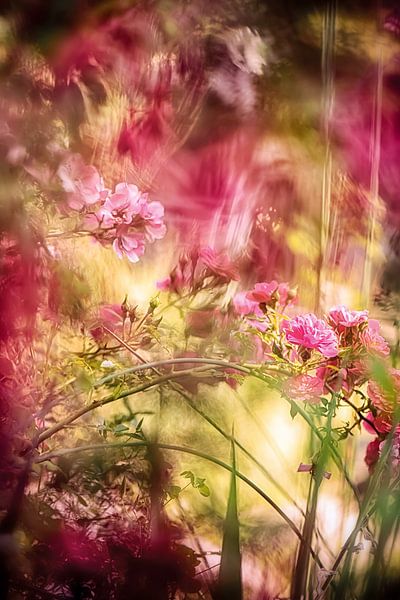 Rose blossom branch by Nicc Koch