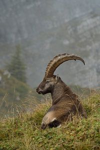 Pause... Steinbock *Capra ibex*