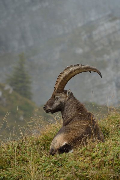 Pause... Steinbock *Capra ibex* von wunderbare Erde