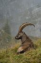 Pause... Steinbock *Capra ibex* von wunderbare Erde Miniaturansicht