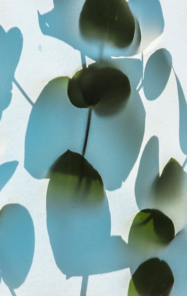 L'ombre des feuilles #3 par tim eshuis