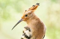 Porträt eines Hopfens/Upupidae von Lia Hulsbeek Brinkman Miniaturansicht