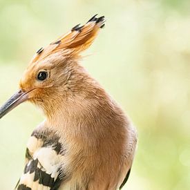portret van een hop/Upupidae van Lia Hulsbeek Brinkman