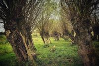 Pollard willows