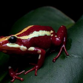 Poison dart frog tricolor macro von Mark Verhagen