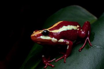 Poison dart frog tricolor macro von Mark Verhagen