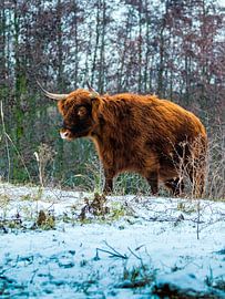 Highland Cow